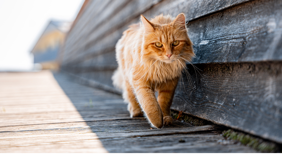 Meow